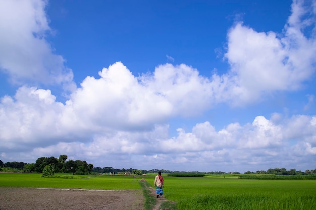 Landscape view of the grain rice plant field under the white cloudy blue sky