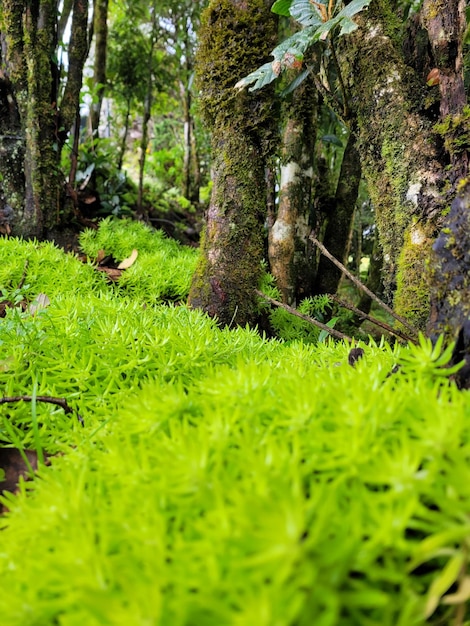 Photo landscape view green forest