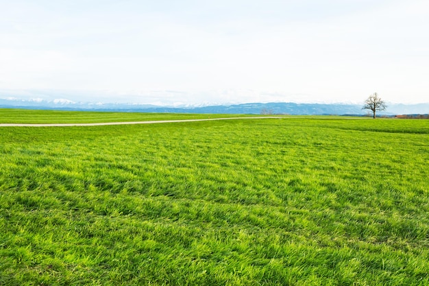 Landscape view of green grass