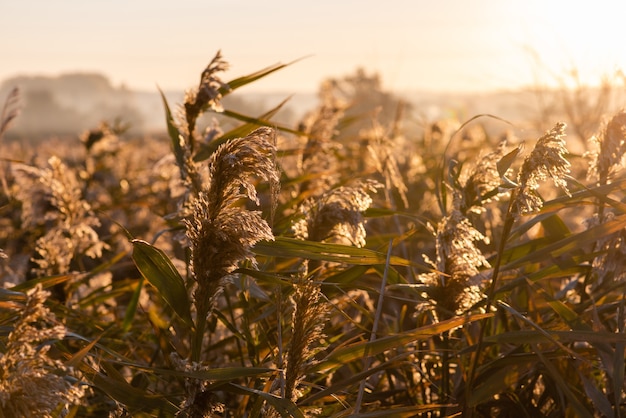 Landscape view of long dry spikelets in the field