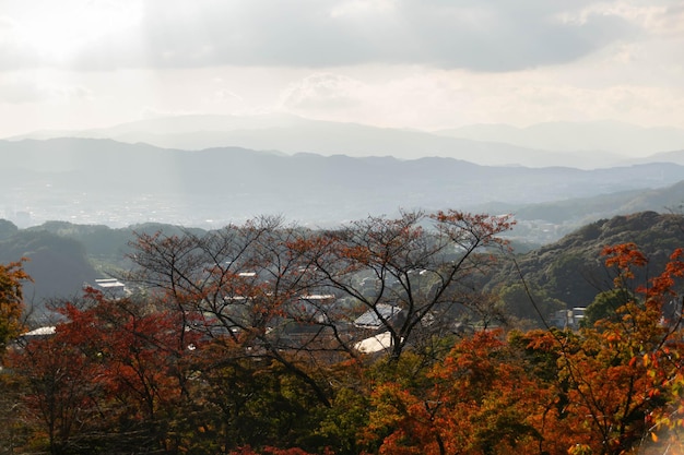 가을철에 단풍나무 숲의 풍경을 바라보는 동안 단풍잎은 햇살 아래 산맥의 배경과 재배지로 변합니다.