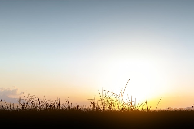 Landscape view of the meadow