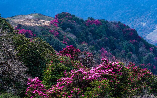 Фото Ландшафтный вид цветущего рододендрона в пунхилл, непал