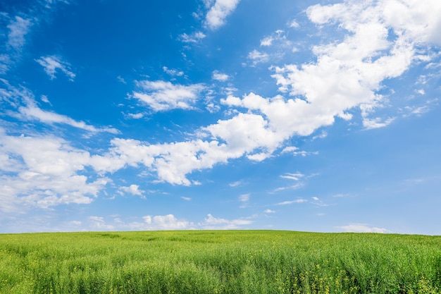 写真 青い空と雲の背景に菜種の緑の植物の風景を見る