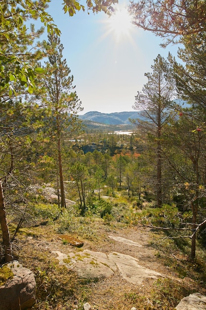 ノルウェーの静かな神秘的な森に生えるマツモミやスギの木の風景 人里離れた針葉樹林に生い茂る青々とした緑の葉 環境の自然保護と樹脂の栽培
