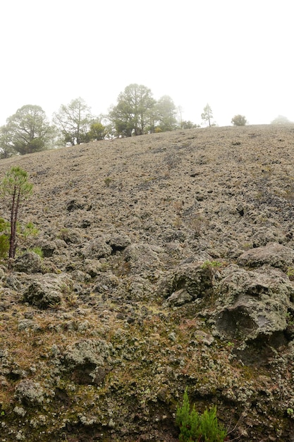 Foto vista del paesaggio della deforestazione dei pini sulla montagna vulcanica di la palma isole canarie spagna abete cedro abeti piante che crescono nella cenere del vulcano in una remota area arida secca dopo un disastro naturale