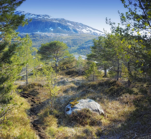 Landscape view of pine tree forest with mountain snow blue sky and copy space background in Norway Hiking discovering scenic countryside of vast nature expanse with cedar trees on cold winter day