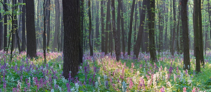 Landscape view. Spring in the forest.