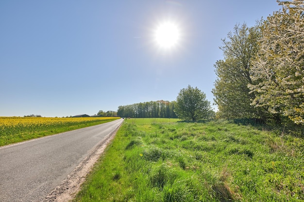 Landscape view of sunflowers growing in remote countryside field with blue sky and copy space Scenic tar road or street leading to agriculture farm of oilseed plants for food industry or oil produce