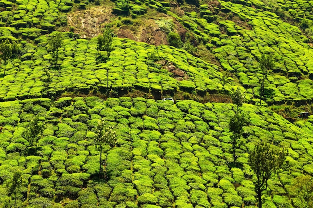 Landscape view of a tea plantation. Munnar, Kerala, India.