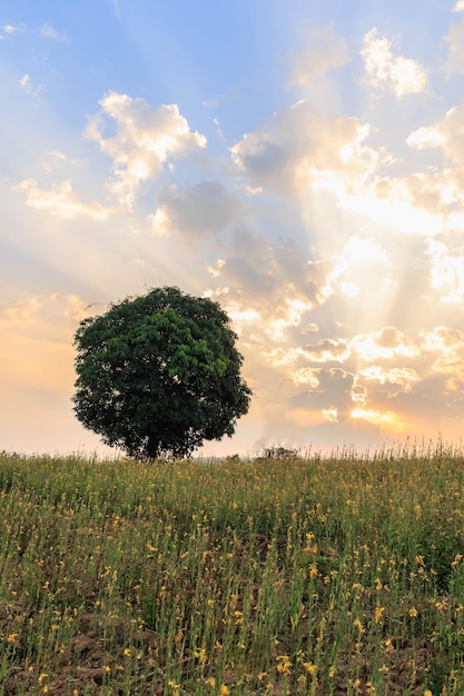 Foto vista panoramica di alberi in un campo di fiori gialli al sole della sera