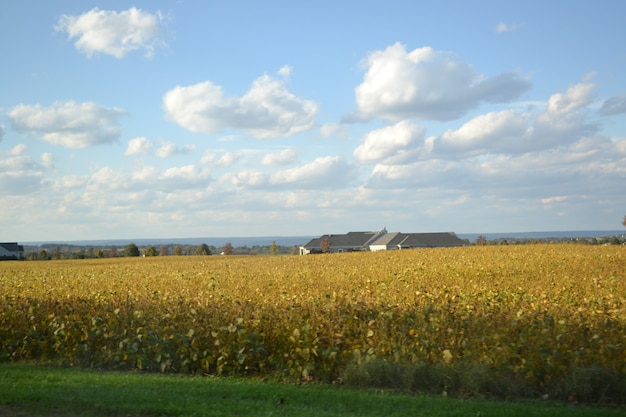 A landscape view of a unharvested field at a bright sunny day with some buildings 