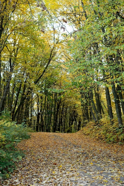 The landscape was shot in the warm autumn on a bright sunny day In the photo a road running through