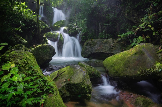 Paesaggio della cascata nella foresta profonda