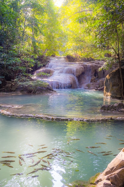 Landscape of a waterfall in the forest