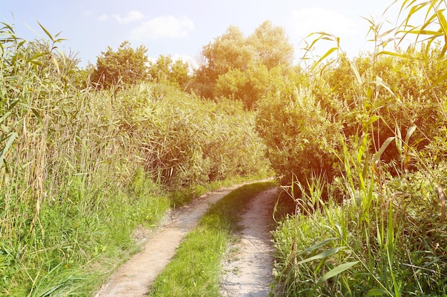 Landscape on the way in the marsh field