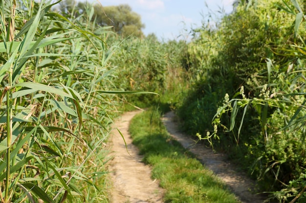 Landscape on the way in the marsh field