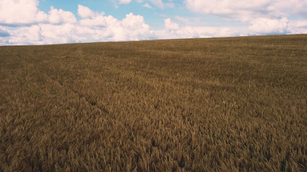 Landscape wheat field aerial drone view wheat ears close up on sunny day