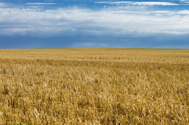 Landscape of a wheat field and a blue sky