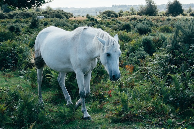 Landscape of white horse grazing on the pasture