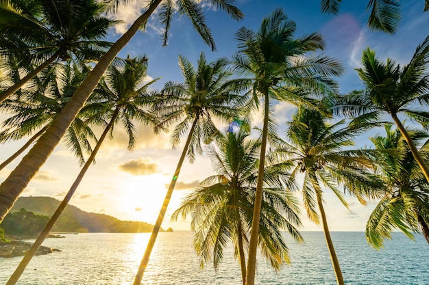 Landscape wide angle view coconut palm trees in sunset or sunrise sky over seaBeautiful light nature seascape nature background