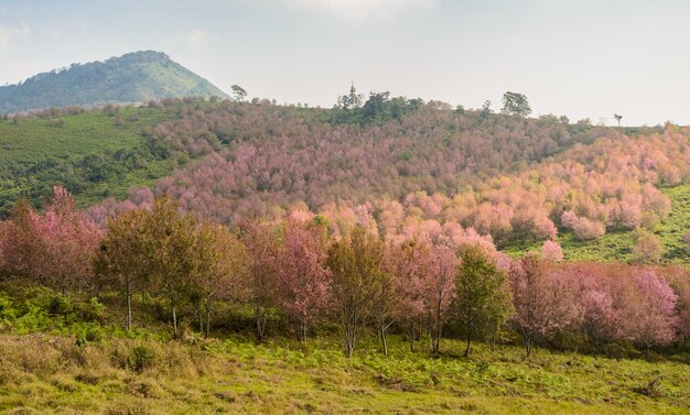 Landscape of Wild Himalayan cherry blossom forest in full bloom, Thailand