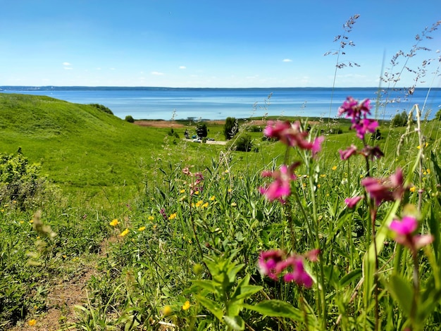 湖の近くの野生と牧草地の花の風景