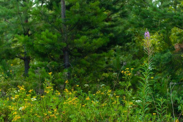 風景-ぼやけた森を背景に野生の牧草地の草や花