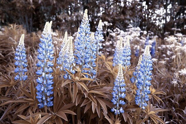 風景野花/村の広い野原と空の風景、紫色の花の野生生物