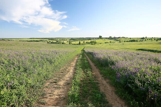 landscape wildflowers / large field and sky landscape in the village, purple flowers wildlife