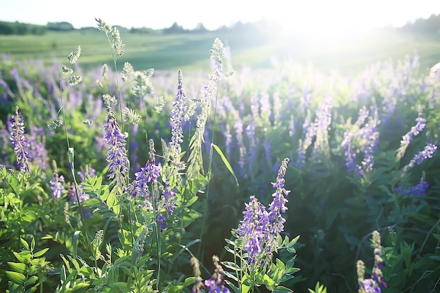 landscape wildflowers / large field and sky landscape in the village, purple flowers wildlife