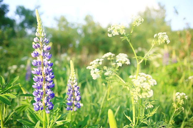 landscape wildflowers / large field and sky landscape in the village, purple flowers wildlife