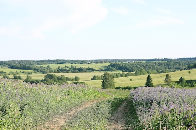 landscape wildflowers / large field and sky landscape in the village, purple flowers wildlife