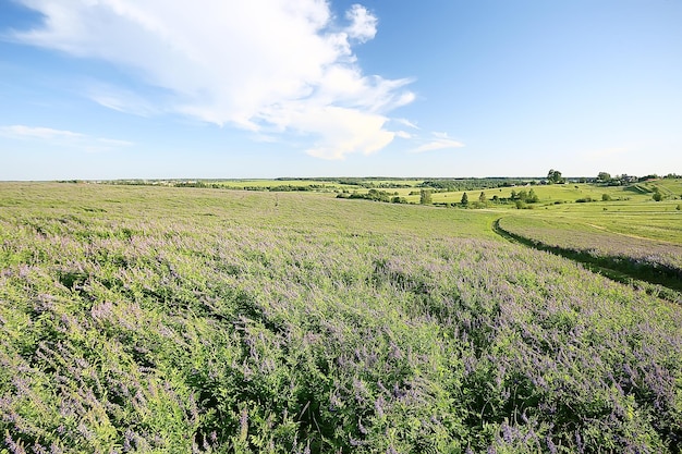 landscape wildflowers / large field and sky landscape in the village, purple flowers wildlife