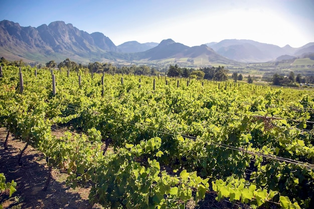 Landscape of the wineries in South Africa