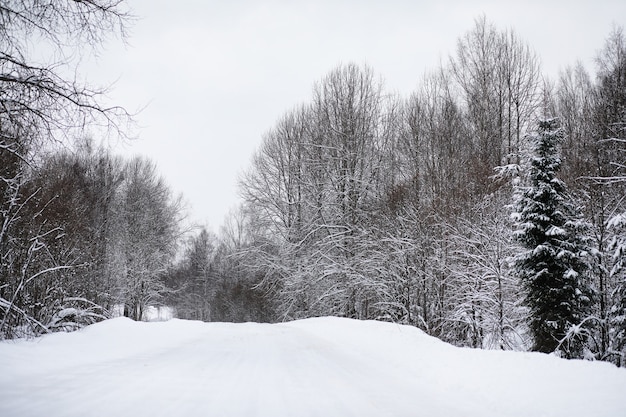 Landscape in the winter cloudy day of snow-covered fields and forests