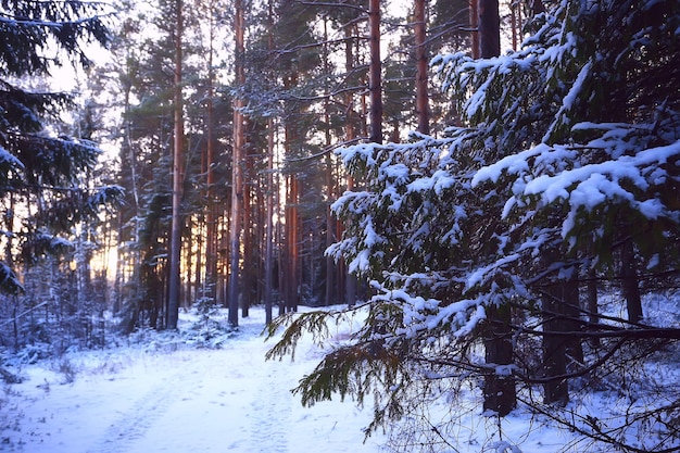 landscape winter forest gloomy, seasonal landscape snow in forest nature