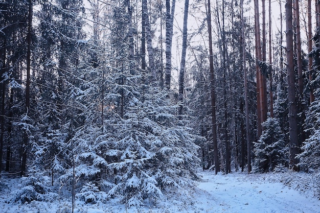 landscape winter forest gloomy, seasonal landscape snow in forest nature