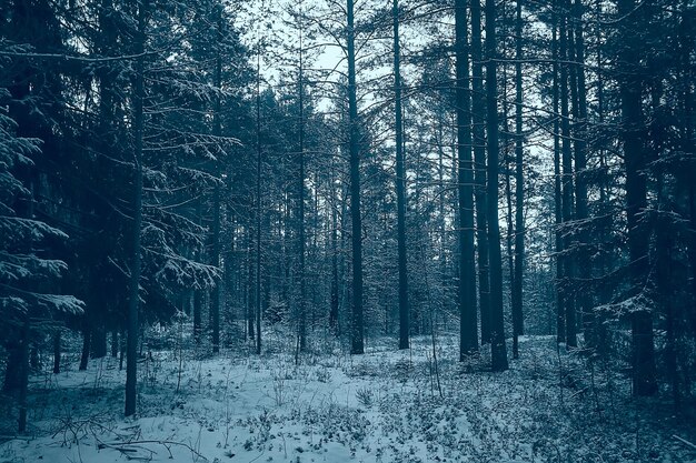 landscape winter forest gloomy, seasonal landscape snow in forest nature