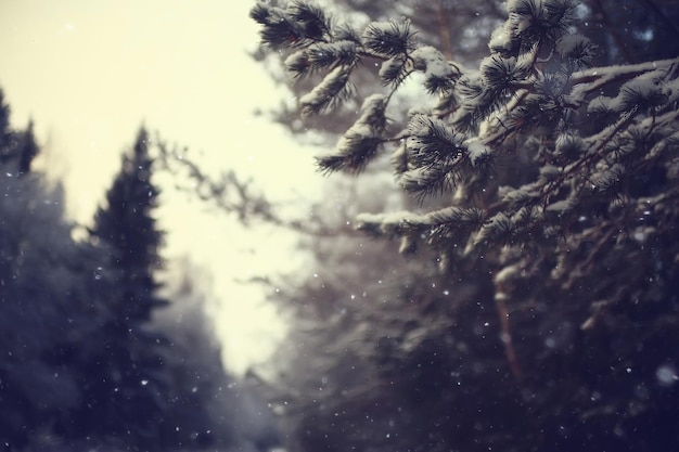 風景冬の森、雪に覆われた森の季節の美しい景色12月の自然