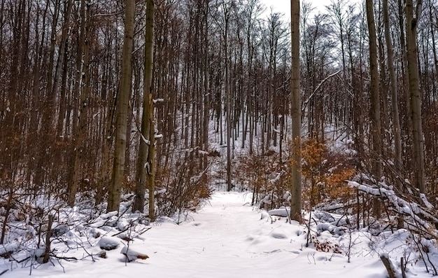 風景 森の中の冬 雪に覆われた森