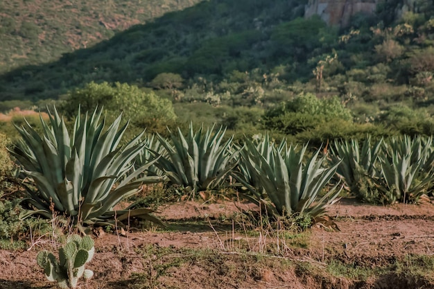 Landscape with agaves