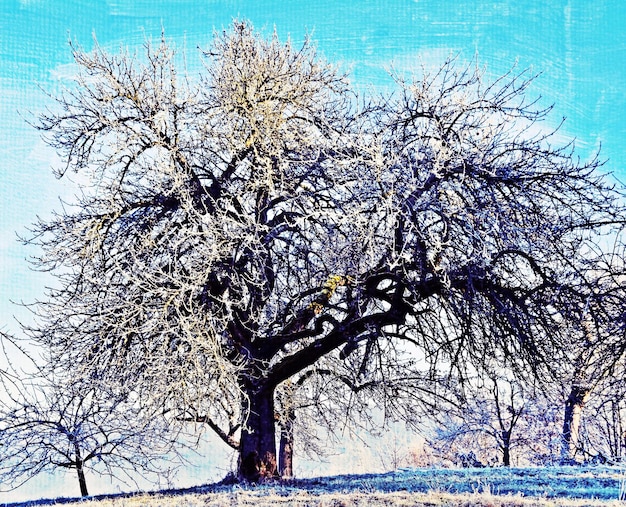 写真 寒い冬の朝にリンゴの木が植えられた風景