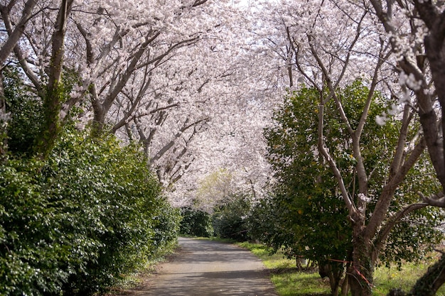 青空の下で美しい桜の風景