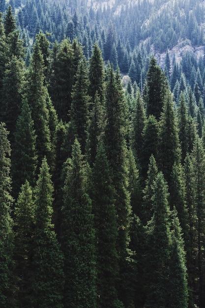 カザフスタンのティエンシャン山脈 (Tien Shan Mountains) の緑色の杉の森 (Spruce Forest) をドローンで眺める