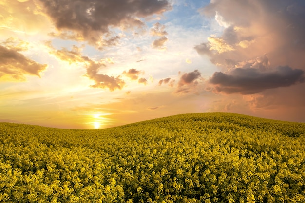Пейзаж с цветущим желтым сельскохозяйственным полем рапса и голубым ясным небом весной.