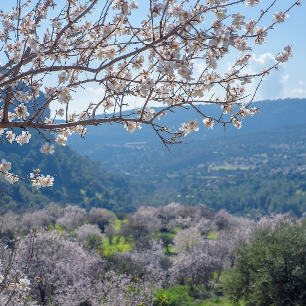 Landscape with blossoming almond trees