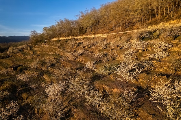 Landscape with blossoming cherry trees in the Valle del Jerte Spain