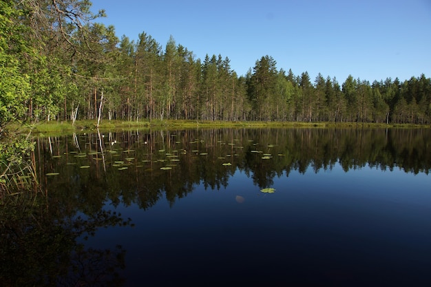 Paesaggio con un lago blu e una foresta riflettente sulla riva.