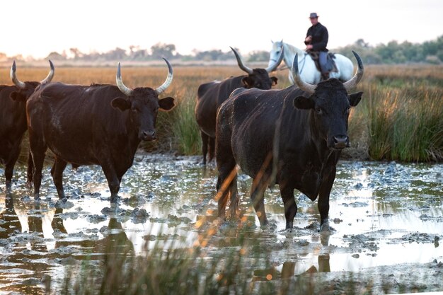 カマルグの雄牛と守護者のいる風景